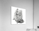 dog pencil 2408203  Acrylic Print