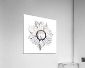 sunflower drawing 2408206  Acrylic Print