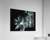 Abstract Glowing Daises on a Dark Background Acrylic Print