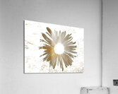 Abstract Daisy Light Star Acrylic Print