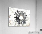 Abstract Dark Daisy Star Light Acrylic Print