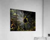 Abstract Dark Daisy Acrylic Print
