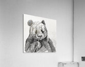 panda charcoal 2408244  Acrylic Print