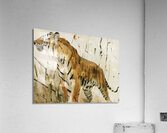 Study Of A Tiger 1890 Wilhelm Kuhnert German 1865 Acrylic Print