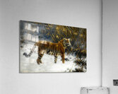 A Tiger Prowling In The Snow 1912  Acrylic Print