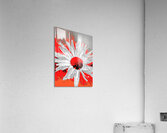 Abstract Fiery Daisy on a Vibrant Abstract Background Acrylic Print