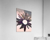 Abstract Fiery Daisy Muted Background Acrylic Print