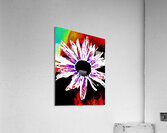 Abstract Daisy Black Centre Acrylic Print