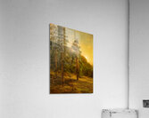 California Redwoods 1872  Acrylic Print
