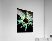 Abstract Vibrant Green and Yellow Daisy Flower Acrylic Print