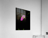  Butterfly Joy Acrylic Print