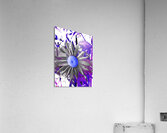 Cool Abstract Grey Daisy Acrylic Print