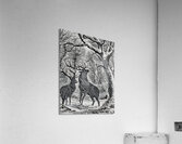 winter deers cart  Acrylic Print
