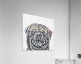rottweiler Acrylic Print