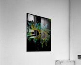 Abstract Daisy Duo on a Dark Background Acrylic Print