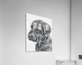 dog 11  Acrylic Print