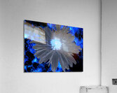 Abstract Blue Daisy Acrylic Print