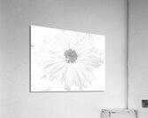 Abstract White Minimalist Daisy Acrylic Print