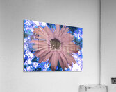 Abstract Pink Daisy Acrylic Print