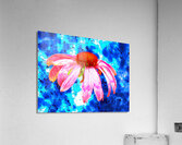 Abstract Pink Cone Flower on a Blue Abstract Background Acrylic Print