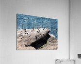 GRAND PLONGEON Acrylic Print