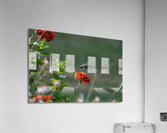 Hummingbird  Acrylic Print