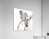 108 owl  Acrylic Print