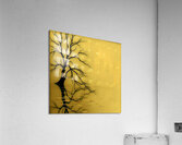 Golden Tree Limb Reflections At Dusk 4638 Acrylic Print