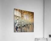 Golden Birch Trees At Dusk 4647 Acrylic Print