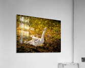 Tundra Swan Quizzical Face Acrylic Print