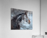 Making Snow Angels Acrylic Print