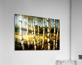 Birch Tree Teens Impression acrylique