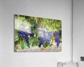 Grapes on the Vine Acrylic Print