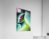 Dolphin Acrylic Print