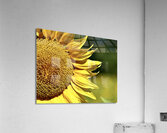 Sunflower ~ closeup Acrylic Print