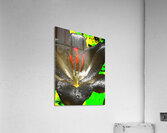 Abstract Vibrant Graffiti Lily Flower Acrylic Print