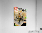 Abstract Contrasting Lily Flower Acrylic Print