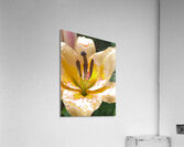 Abstract Vibrant Dew Drop Lily Flower Acrylic Print