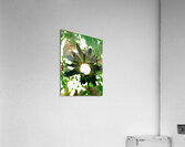 Abstract Dark Green Daisy Flower Acrylic Print