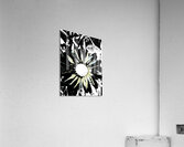 Abstract Black and White Daisy Flower Acrylic Print