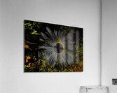 Abstract Dark Daisy Yellow Centre Acrylic Print