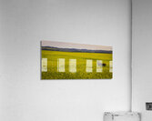 Moose in the canola Acrylic Print