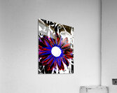 Abstract Vibrant Red and Blue Daisy Acrylic Print