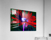 Abstract Red and Purple Daisy Acrylic Print
