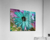 Abstract Teal Daisy Acrylic Print
