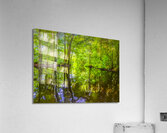 Costa Rica Mangrove Forest  Acrylic Print