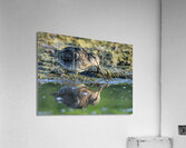 Wilsons Snipe 2 Acrylic Print