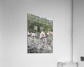 Resilience in Bloom A Pink Flower on Withered Branches Acrylic Print