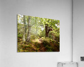 A Walk Through the Scottish Highlands  Acrylic Print