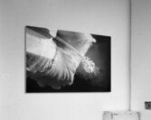 Monochrome Floral Acrylic Print
